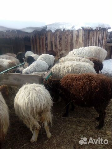 Бараны Овцы купить на Зозу.ру - фотография № 3