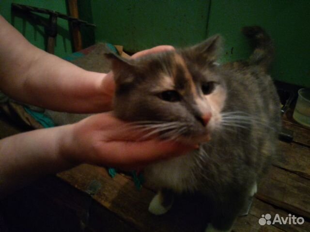 Кошечка с грабельками купить на Зозу.ру - фотография № 4