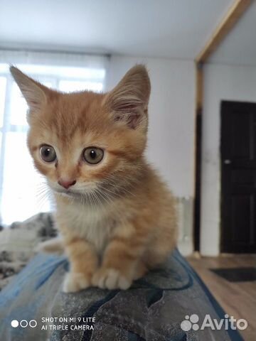 Котёнок рыжий купить на Зозу.ру - фотография № 1
