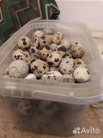Цыплята, инкубационное яйцо перепелок купить на Зозу.ру - фотография № 3