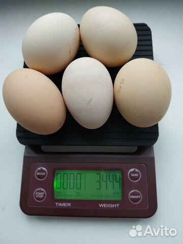 Инкубационное яйцо Барбезье купить на Зозу.ру - фотография № 1