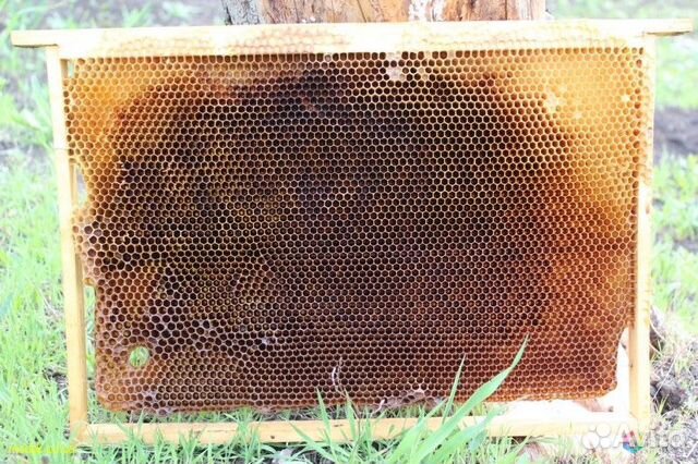 Сушь для пчёл купить на Зозу.ру - фотография № 1