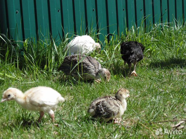 Цыплята бройлерные индюшата инкубационное яйцо купить на Зозу.ру - фотография № 9