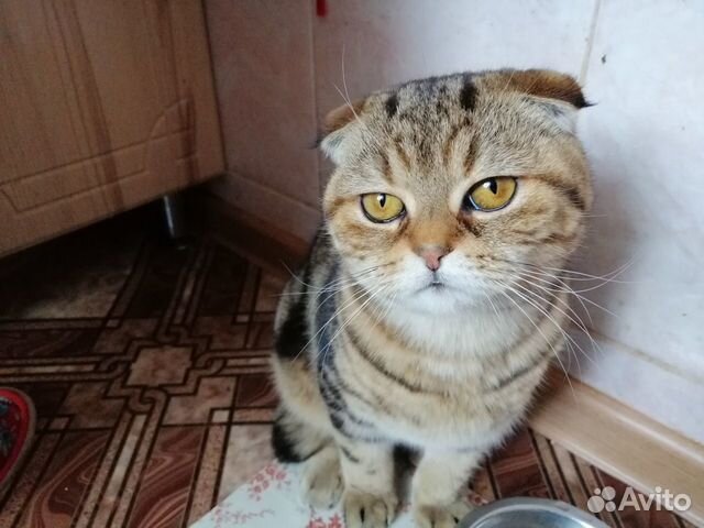 Шотландская кошечка ищет котика для вязки купить на Зозу.ру - фотография № 2