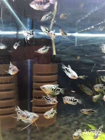 Аквариумные рыбки(Гурами Мраморные) купить на Зозу.ру - фотография № 1