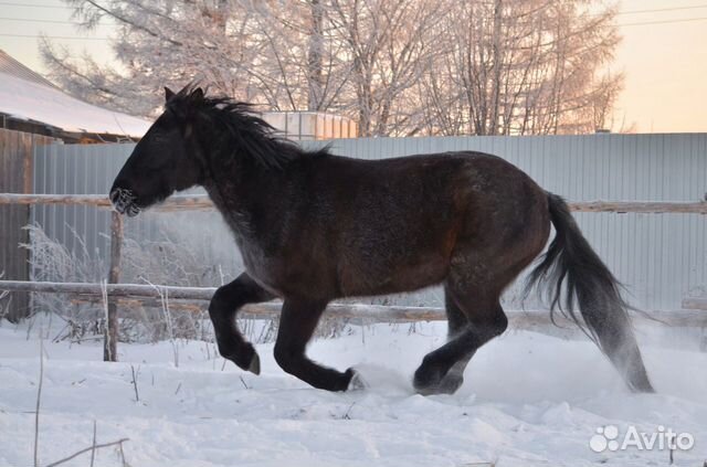 На продажу предлагается конь купить на Зозу.ру - фотография № 1