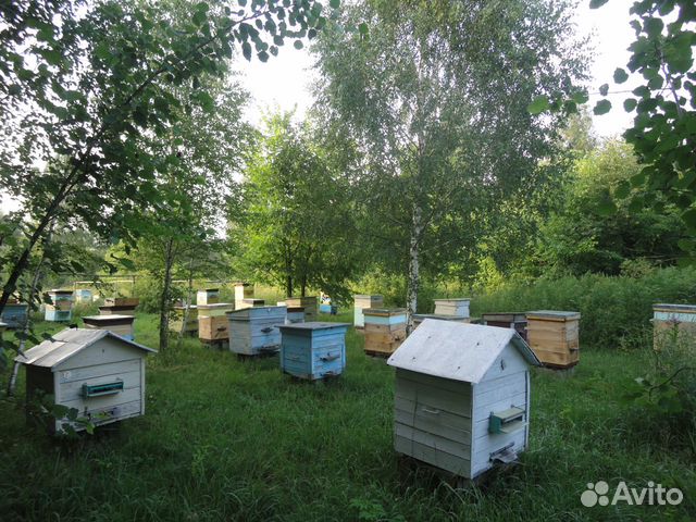 Пчелопакеты пчел Карпатка и Бакфаст купить на Зозу.ру - фотография № 3
