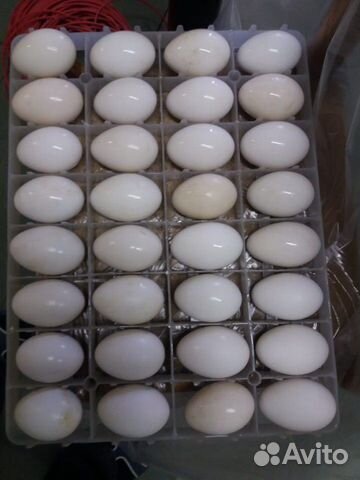 Яйца инкубационные гусиные купить на Зозу.ру - фотография № 1