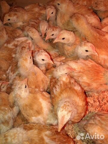 Цыпленок мини мясной купить на Зозу.ру - фотография № 2