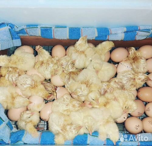 Цыплята бройлеры купить на Зозу.ру - фотография № 2