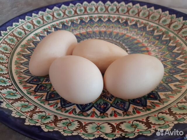 Яйцо гусиное купить на Зозу.ру - фотография № 3