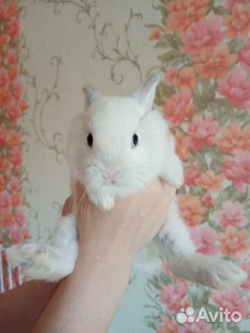 Продам декоративных кроликов, возраст 1 месяц купить на Зозу.ру - фотография № 4