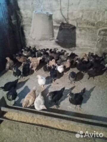 Месячные цыплята купить на Зозу.ру - фотография № 2