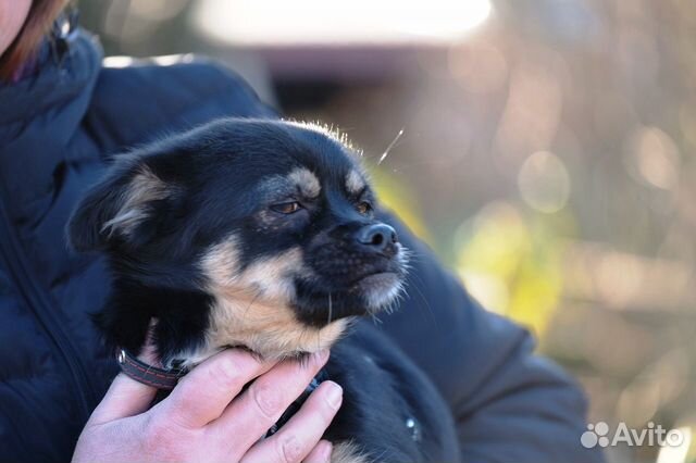 Маленькая собачка Муля ищет лучшую семью купить на Зозу.ру - фотография № 5