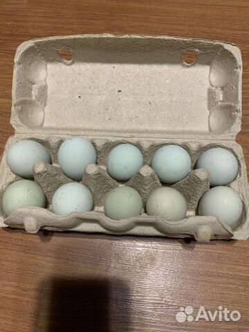 Ухейилюй инкубационные яйца купить на Зозу.ру - фотография № 7