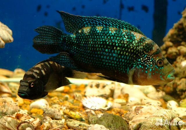 Рыба цихлозома-биоцелатум купить на Зозу.ру - фотография № 1