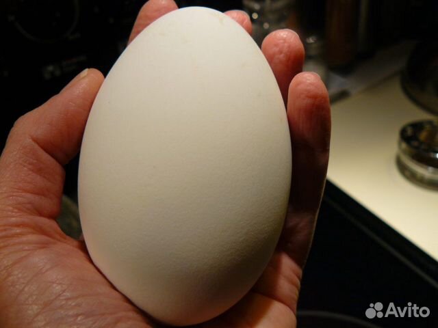 Яйцо гусиное оплодотворенное для инкубации купить на Зозу.ру - фотография № 1