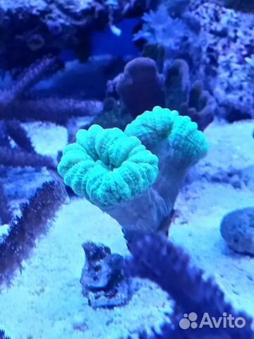 Кораллы морской аквариум купить на Зозу.ру - фотография № 9
