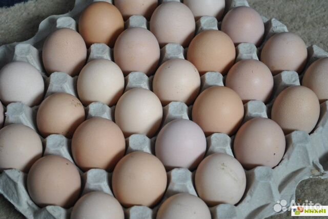 Инкубационное яйцо Бройлер купить на Зозу.ру - фотография № 1