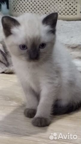 Кошка Британская Колор-Пойнт. 1 месяц. Торг купить на Зозу.ру - фотография № 2