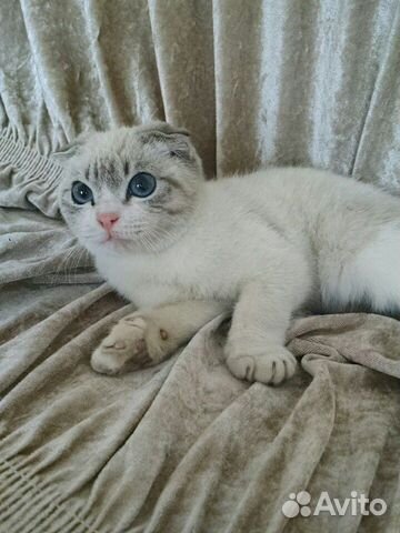 Продаётся кошка 8 месец купить на Зозу.ру - фотография № 2