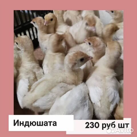 Цыплята и утята, бройлеры купить на Зозу.ру - фотография № 3