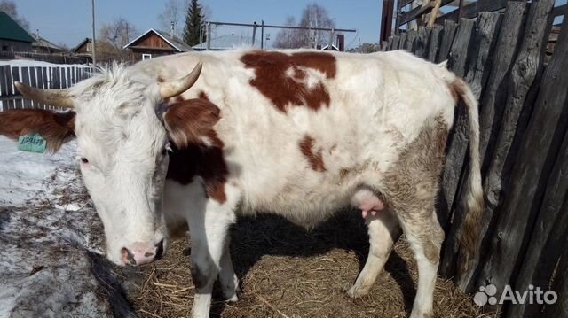 Корова (первотелка) с телочкой купить на Зозу.ру - фотография № 2