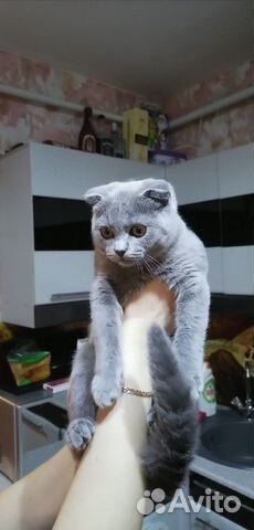 Британская кошка купить на Зозу.ру - фотография № 2
