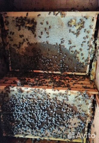 Миролюбивые пчелы. пчелосемьи, пчелопакеты, матки