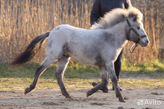 Купить лошадь в Брянской области. Купить лошадь за 30000 по Брянской области. Купить лошадей брянском области