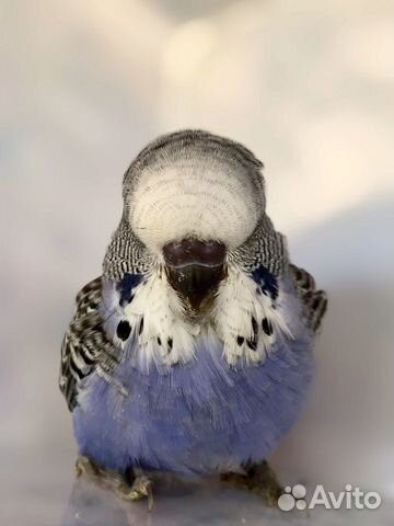 Ввп Чех птенец выставочный волнистый попугай купить на Зозу.ру - фотография № 2