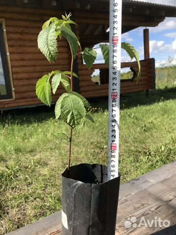 Черный орех саженцы (Juglans nigra L.) Черный орех саженцы (Juglans nigra L.)
