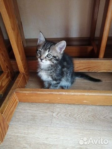Котики в добрые руки