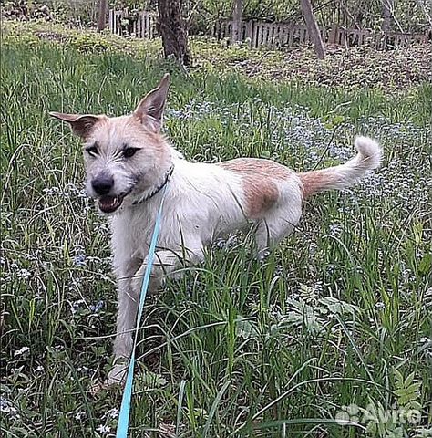 Клайд в добрые ручки Клайд в добрые ручки