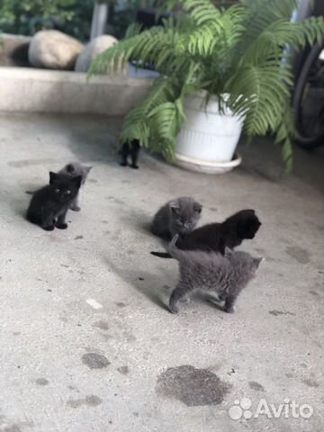 Котята