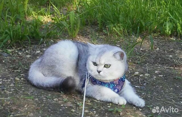 Британская Британская