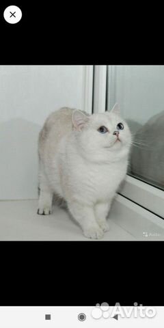 Британская