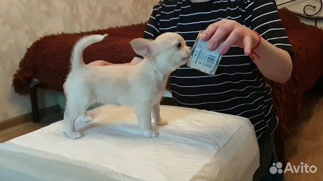 Девочка чихуахуа Девочка чихуахуа