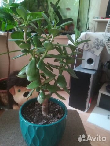 Толстянка (денежное дерево)