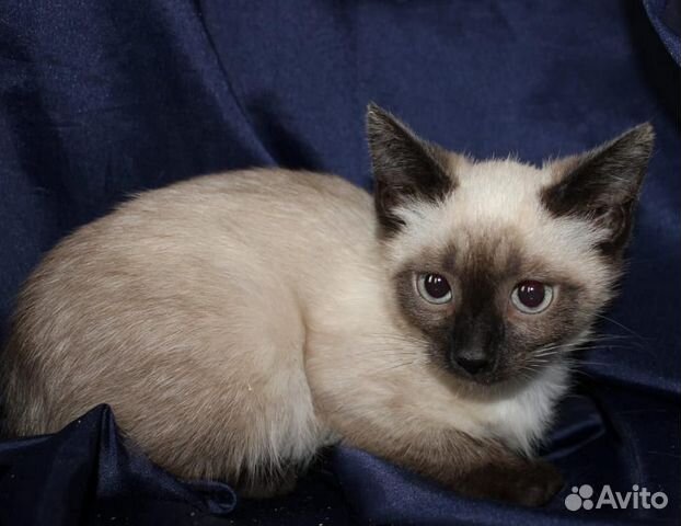 Сиамка, 2 месяца Сиамка, 2 месяца