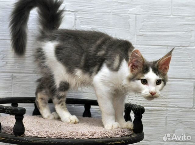 Мальчик мейн-кун, 3,5 мес