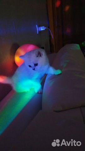 Котята Котята