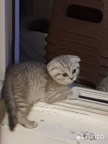 Котята(мальчики) 5000т за одного котёнка Котята(мальчики) 5000т за одного котёнка