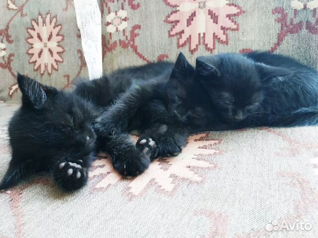 Котята в добрые руки Котята в добрые руки