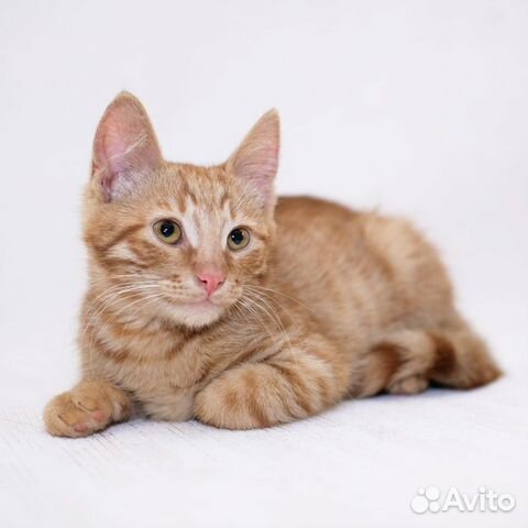 Котенок ищет дом Котенок ищет дом