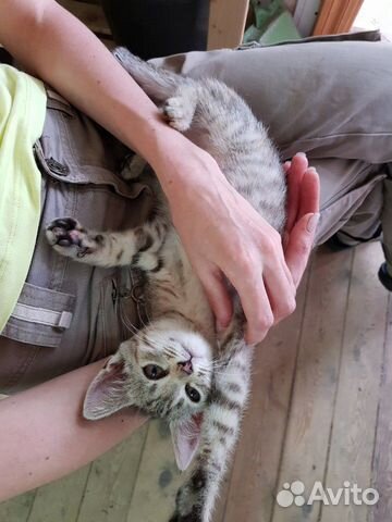 Замурчательный Котенок Томас в добрые руки Замурчательный Котенок Томас в добрые руки