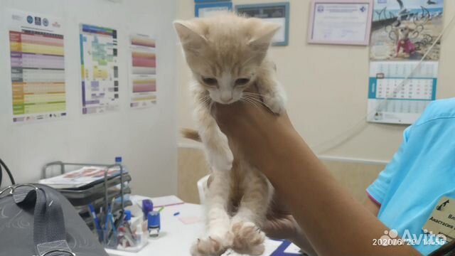 Рыжий с белым котёнок-мальчик. 2.5 месяца Рыжий с белым котёнок-мальчик. 2.5 месяца