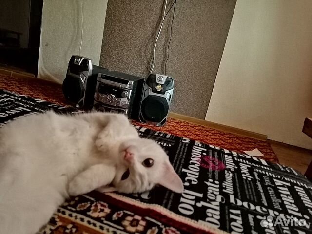 Кошка