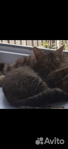Кошка