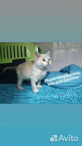 Метис тайской кошки девочка 2 мес